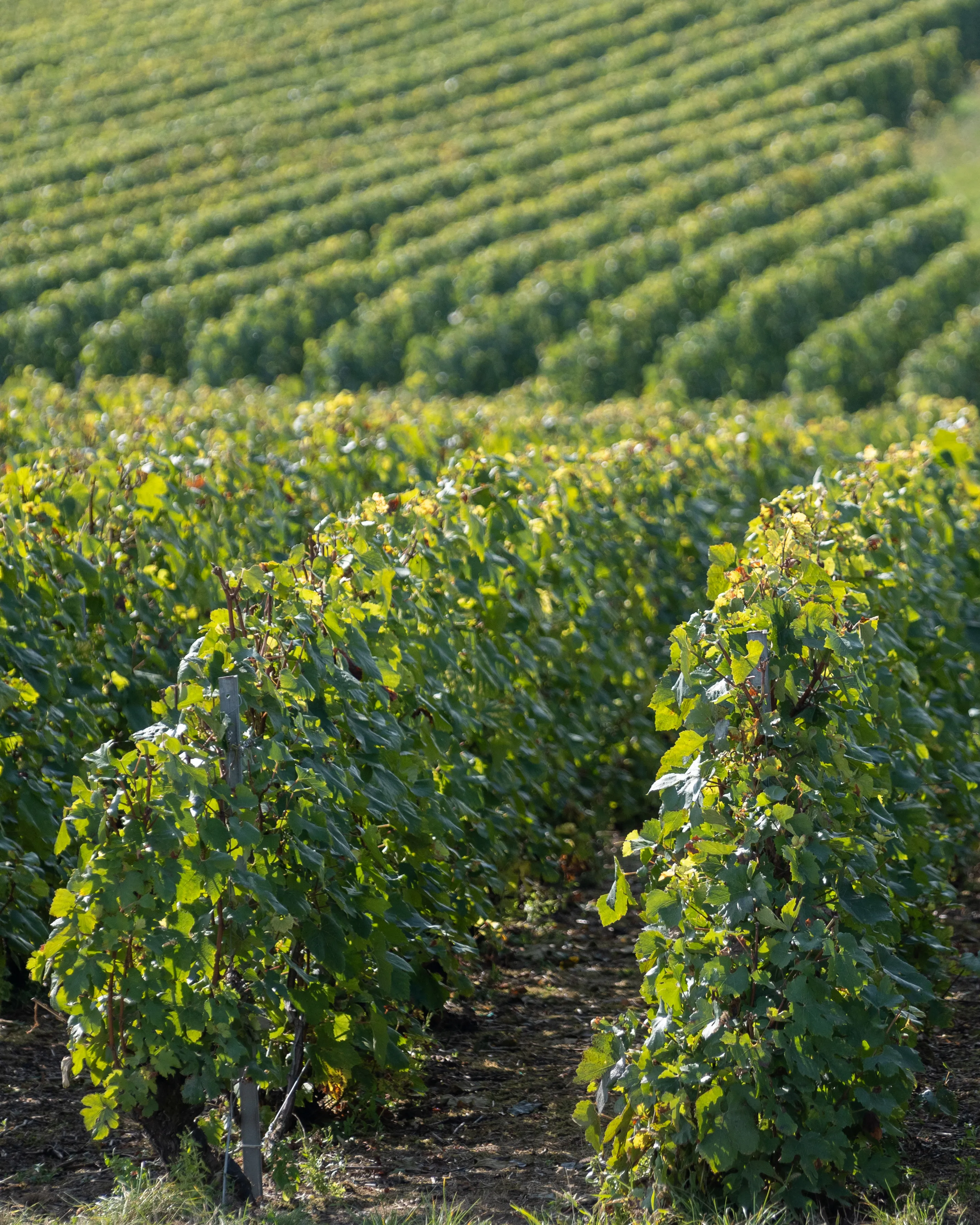 Vignes