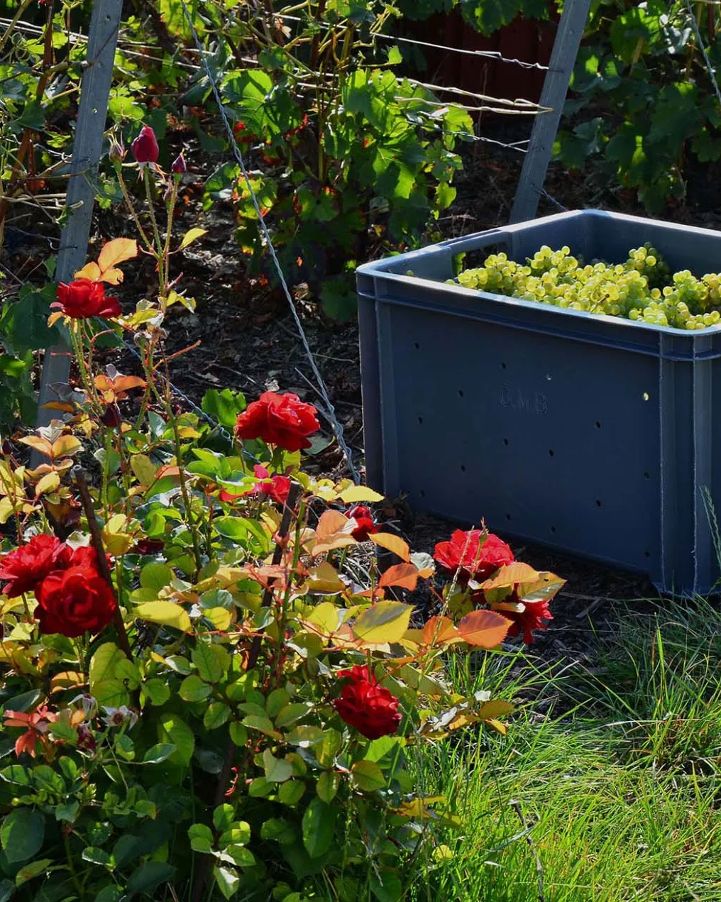 Caisse dans les vignes